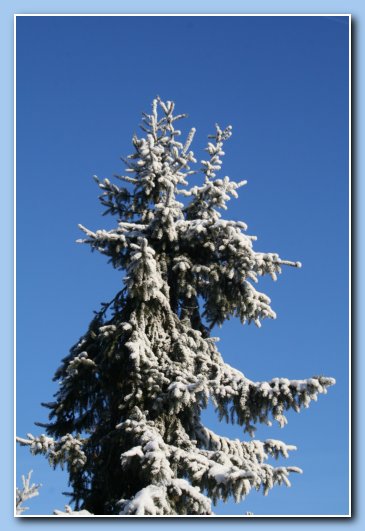 Arnhem Snow 122